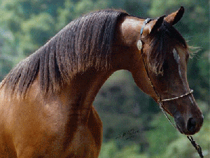 arabian_horse_animation.gif